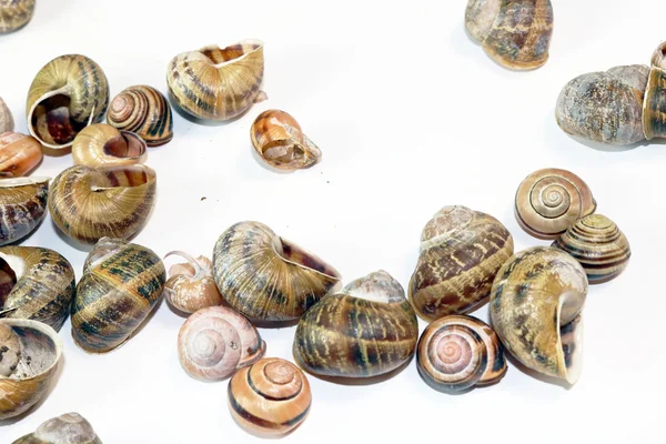 Empty Snail Shells on White Background — Stock Photo, Image