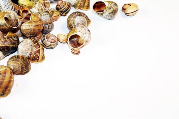 Empty Snail Shells on White Background — Stock Photo, Image