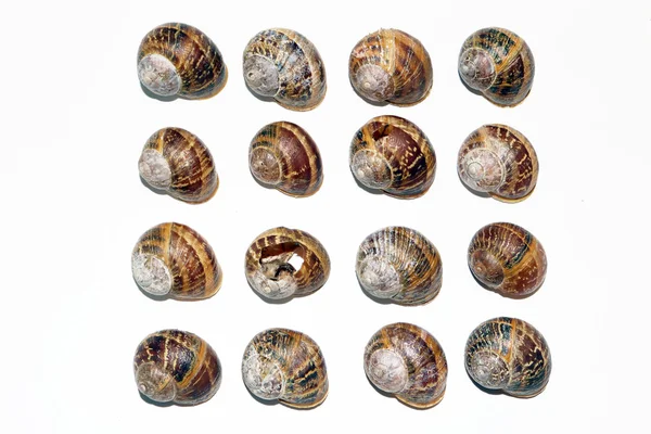 beyaz zemin üzerinde boş salyangoz kabukları