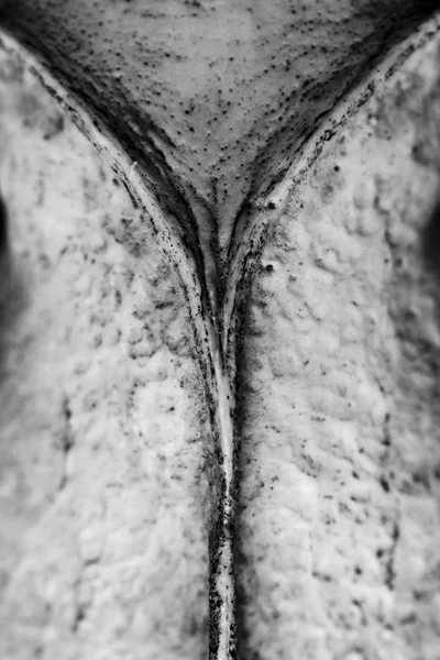Abstraktní černá a bílá Close Up lebky — Stock fotografie
