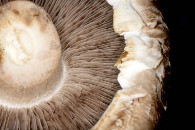 Siyah Arkaplanda Bir Portobello Mantarının Macro Yakın Çekimi