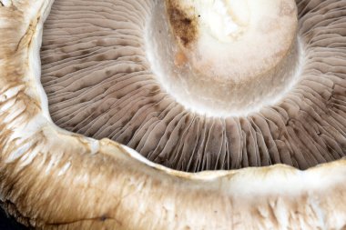 Siyah Arkaplanda Bir Portobello Mantarının Macro Yakın Çekimi