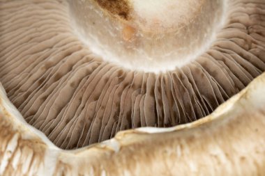 Siyah Arkaplanda Bir Portobello Mantarının Macro Yakın Çekimi