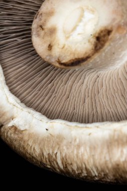 Siyah Arkaplanda Bir Portobello Mantarının Macro Yakın Çekimi