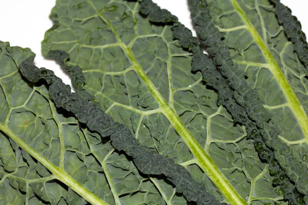 Gezonde Verse Groene Kool Kale Leaf Een Witte Achtergrond — Stockfoto