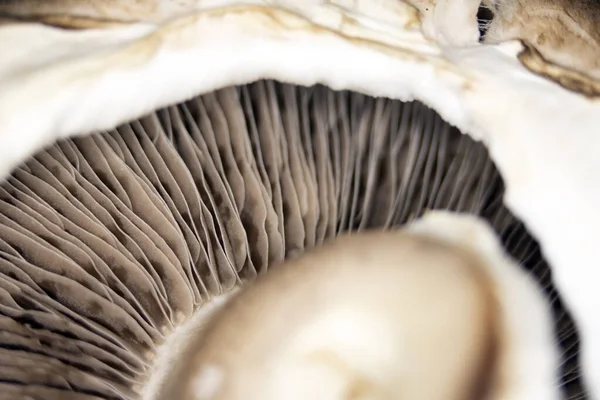 Makro Nahaufnahme Eines Portobello Pilzes Auf Schwarzem Hintergrund — Stockfoto