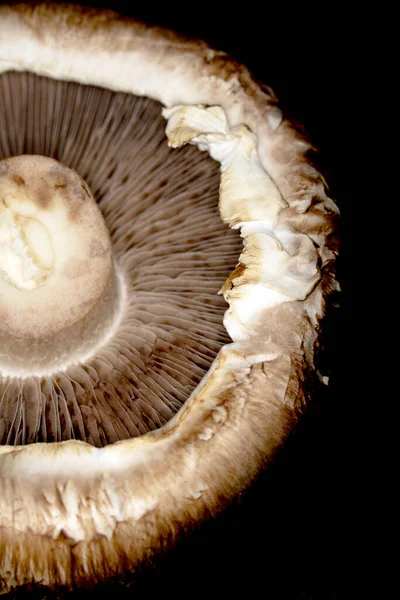 Makro Nahaufnahme Eines Portobello Pilzes Auf Schwarzem Hintergrund — Stockfoto