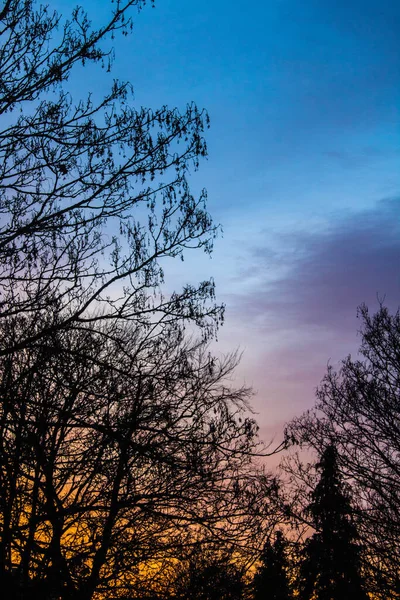 Pôr Sol Noite Inverno Atrás Das Árvores Laranjas Outonais — Fotografia de Stock