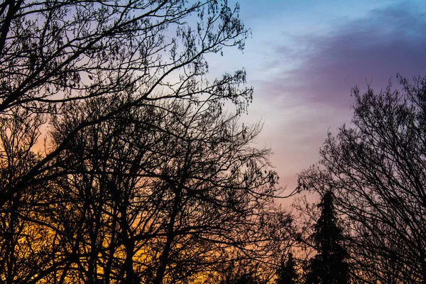 Een Winter Avond Zonsondergang Achter Bomen Herfst Sinaasappels — Stockfoto