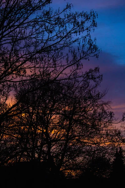 木の後ろの冬の夜の夕日秋のオレンジ — ストック写真