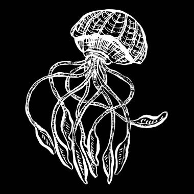 Çizgi Sanat Çizgi Filmi Denizanası Ahtapot Derin Deniz Yaratıkları Vektörü