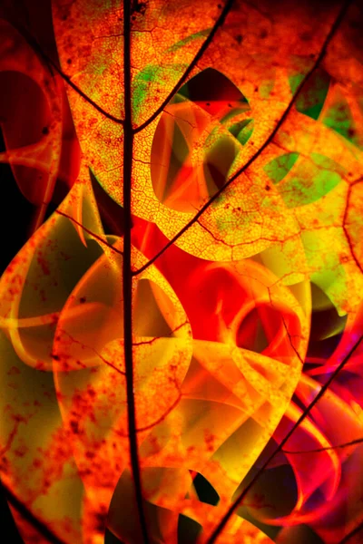 Abstract Swirls and Autumn Leaves Background Design