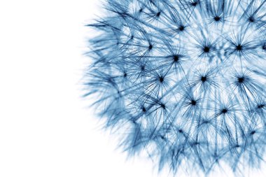 Soyut Mavi Çiçeklere Çok Yakın