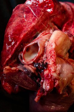 Ciğerlerin Yakın Çekimi, Kalp ve Soluk Borusu Koyunun Çiğ Etleri