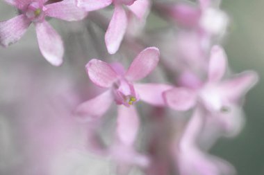 İlkbaharda Çiçeklerin Kapanışı