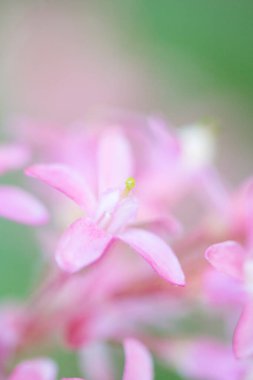 İlkbaharda Çiçeklerin Kapanışı