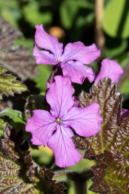 İlkbaharda Çiçeklerin Kapanışı