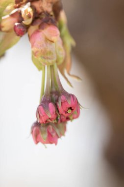 İlkbaharda Çiçeklerin Kapanışı