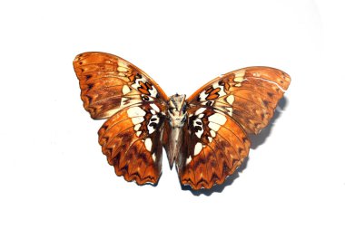 Lepidoptera Koleksiyonundan beyaz arka planda bir Kelebek