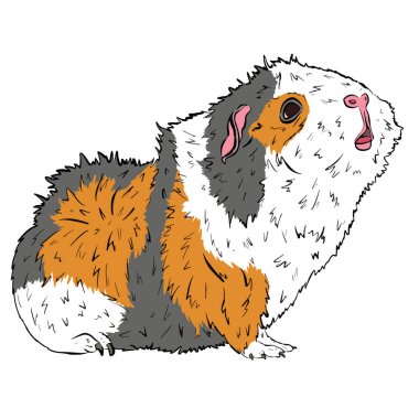 Şirin Gine Domuzu ya da Guineapig Evcil Hayvan Çizgi Filmi Çizimi