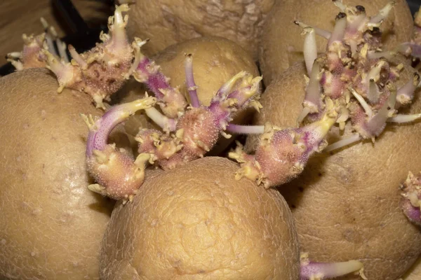 Batatas Que Começaram Brotar Enraizamento Close — Fotografia de Stock