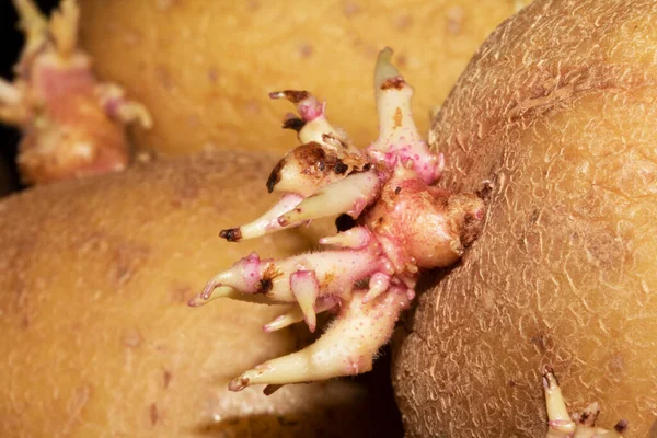 Patatesler Filizlenmeye Kök Salmaya Başladı — Stok fotoğraf