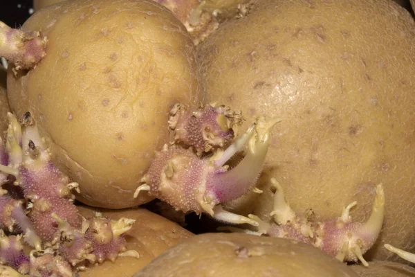 Картопля Яка Почала Проростати Вкоренитися Крупним Планом — стокове фото