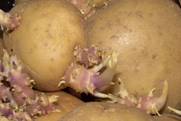 Batatas Que Começaram Brotar Enraizamento Close — Fotografia de Stock