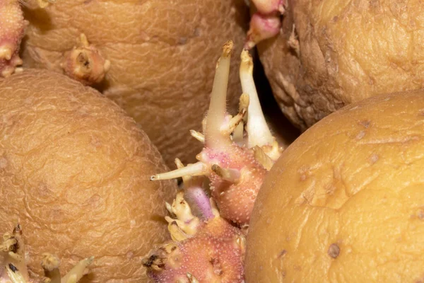 Batatas Que Começaram Brotar Enraizamento Close — Fotografia de Stock