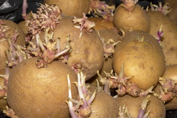 Batatas Que Começaram Brotar Enraizamento Close — Fotografia de Stock