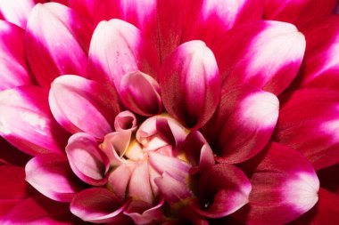 Canlı bir Pembe ve Beyaz Çiçek Başının Yakın Çekimi