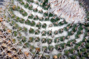 Kaktüs 'ün Yakın Çekimi Enfes Dikenli ve Dikenli Makro Bitki