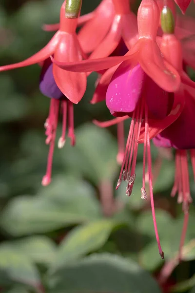 Pretty Fuchsia Flowers Stem Nature — Stock Photo, Image