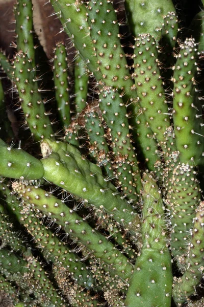 Närbild Kaktussaft Växt Makro Spikar Och Taggar — Stockfoto