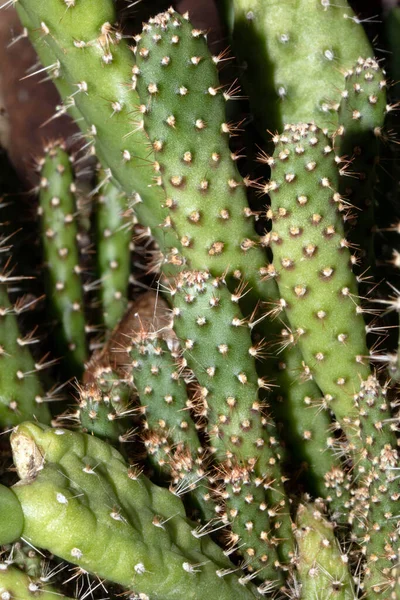 Een Voorgrond Van Cactus Succulent Plant Macro Van Spikes Doornen — Stockfoto