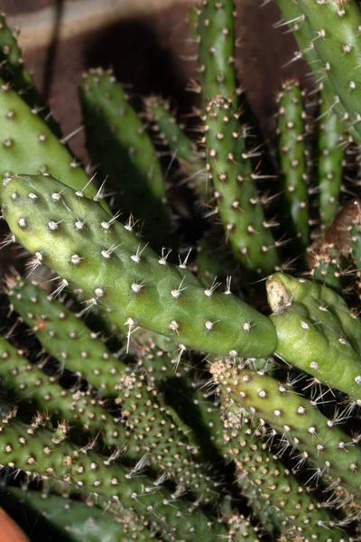 Zbliżenie Kaktusa Succulent Plant Makro Kolców Cierni — Zdjęcie stockowe