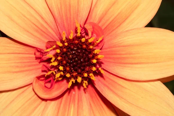 Zbliżenie Ładnej Różowej Orange Flower Head — Zdjęcie stockowe