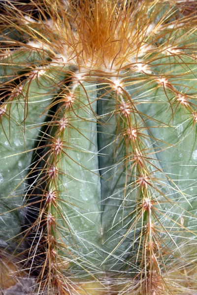 Een Voorgrond Van Cactus Succulent Plant Macro Van Spikes Doornen — Stockfoto