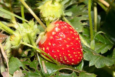 Çilek bitkisine küçük bir çilek yakın çekim