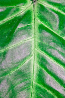 Canlı Arkaplan Renkleri ile Yaprak ve Kökün Soyut Yakın Çekimi