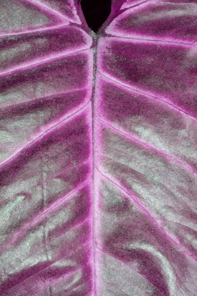 Abstrakt Nærbillede Leaf Stem Levende Farver Til Baggrund - Stock-foto