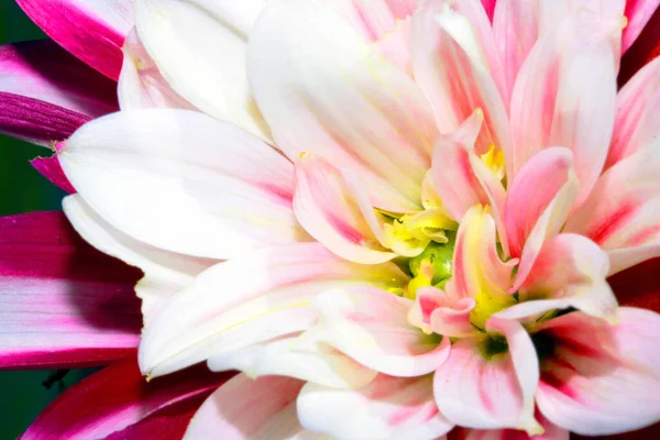 粉红花茎与花瓣的特写 — 图库照片