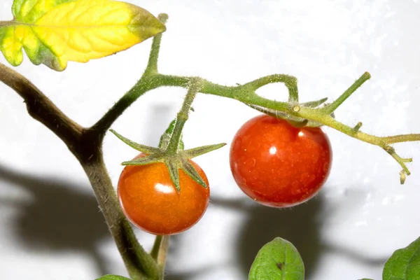 Een Close Van Tomatenplant — Stockfoto