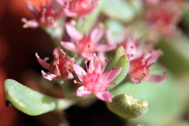 Bahçedeki Pembe Çiçeklerin Yakın Çekimi