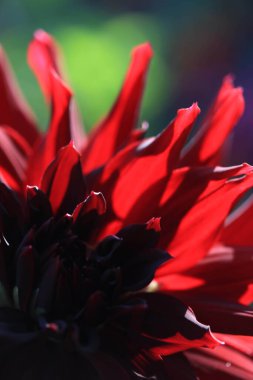 Koyu Kırmızı Çiçek Yapraklarının Yakın Çekimi