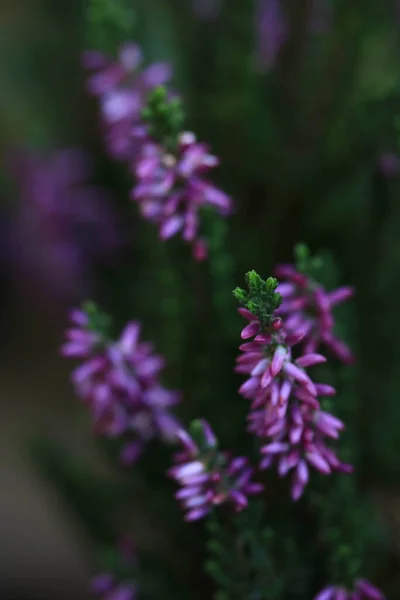 Zbliżenie Purpurowe Lawendowe Kwiaty Ogrodzie — Zdjęcie stockowe