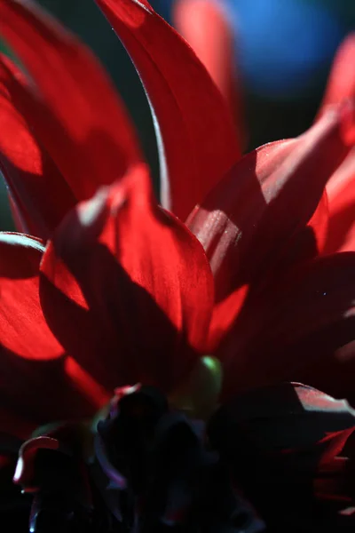 深红色花瓣的近照 — 图库照片