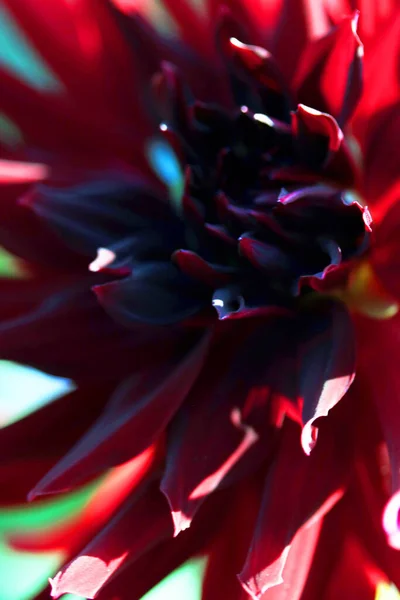 深红色花瓣的近照 — 图库照片