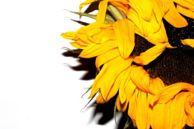 Güzel soyut ayçiçeği sarı çiçek beyaz arka planda çiçek açmaya başlıyor.