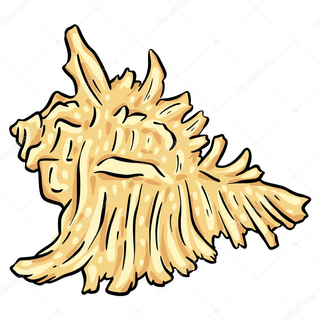 Hand drawn clipart illustration of seashell shell mollusc seaside shellfish